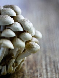 japanese-brown-beech-mushroom
